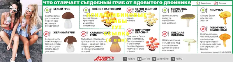 Псилоцибиновые грибы мицелий  Бабаево 